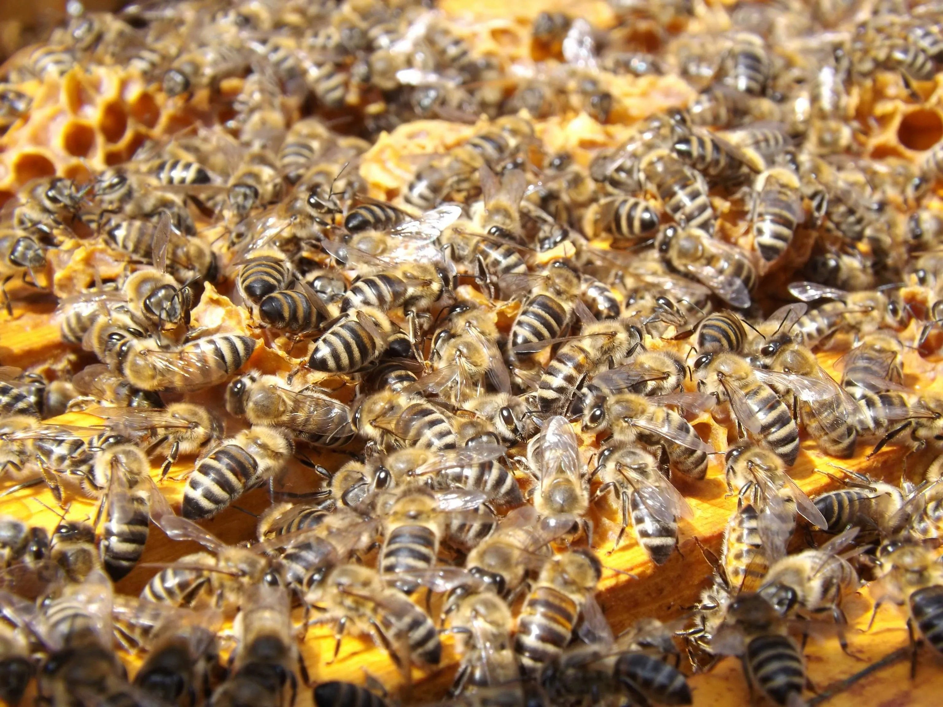 Bee & Wasp Removal — TrustXcare Expert Solution Bee & Wasp Removal