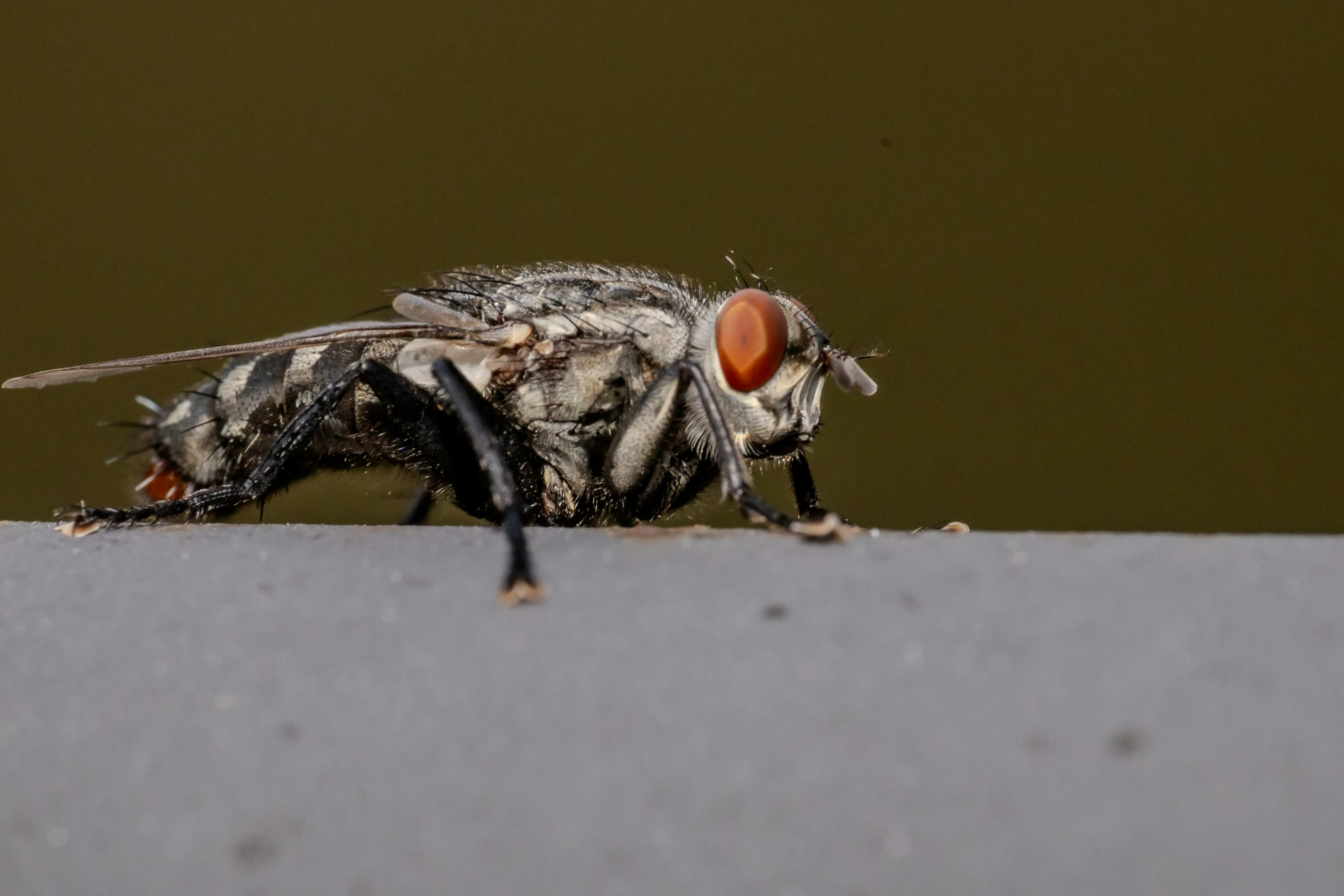 House Fly Control (Drain-Shield) — TrustXcare Expert Solution House Fly Control (Drain-Shield)