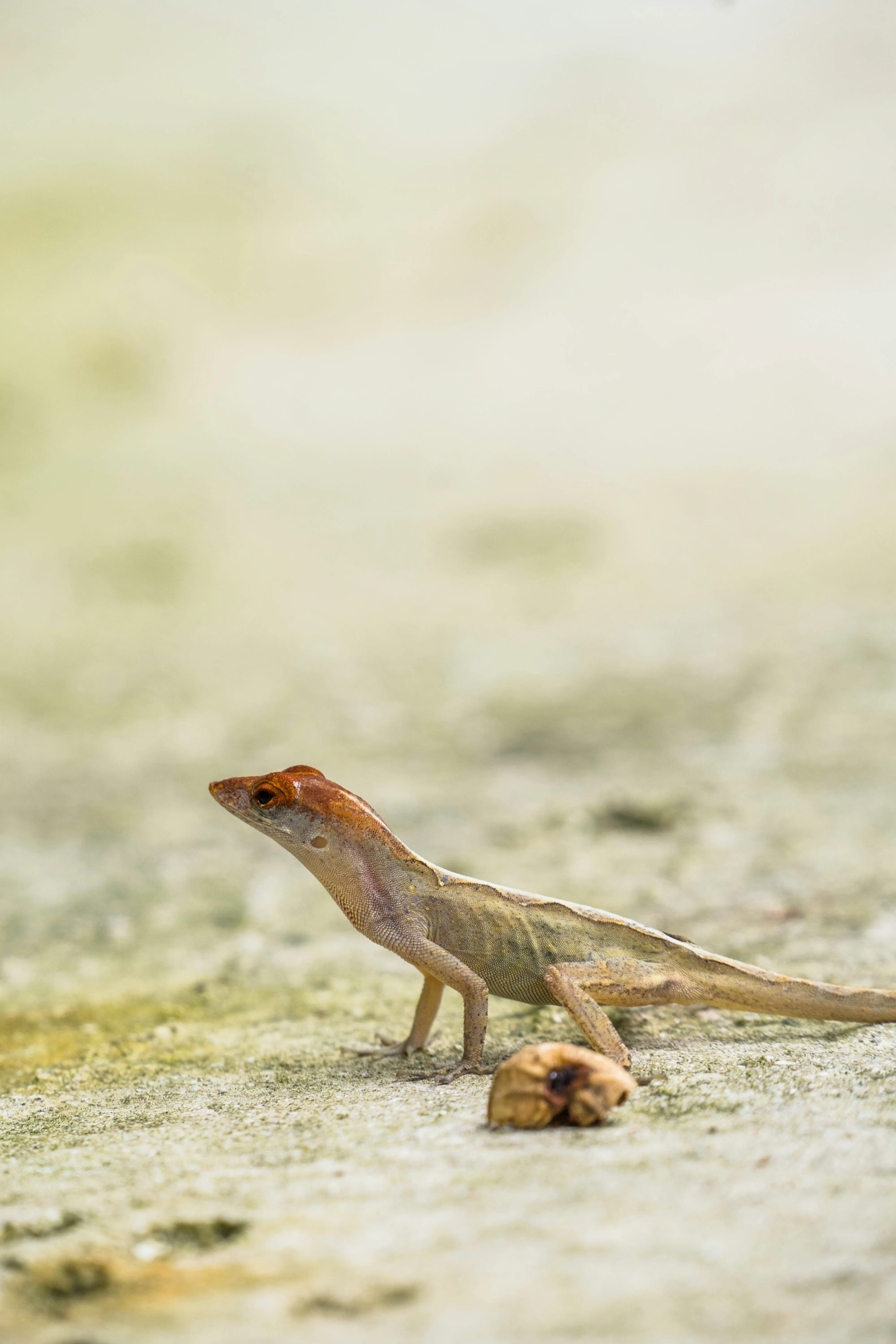 Lizard Control — TrustXcare Expert Solution Lizard Control