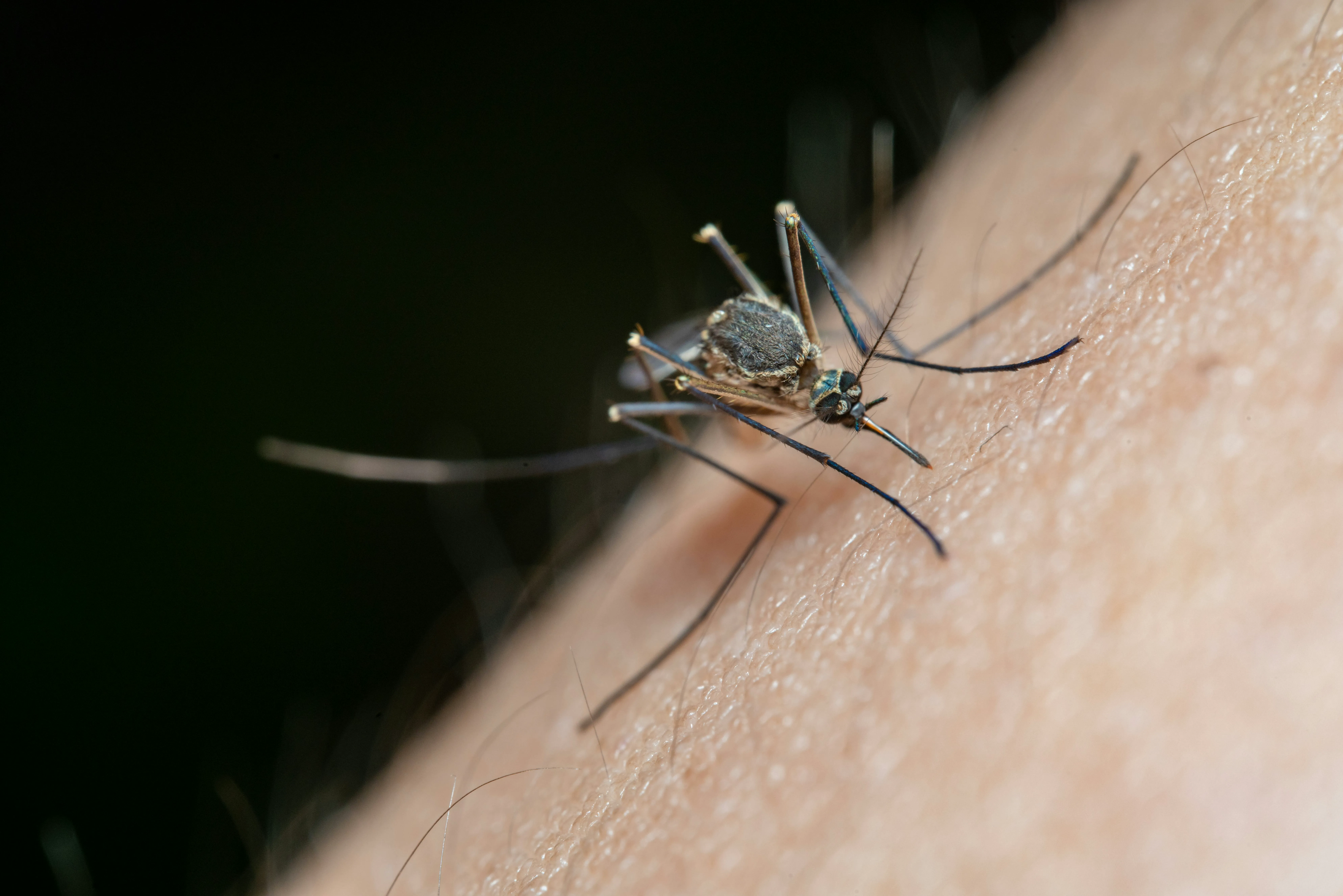 Mosquito Control (Space-Shield) — TrustXcare Expert Solution Mosquito Control (Space-Shield)