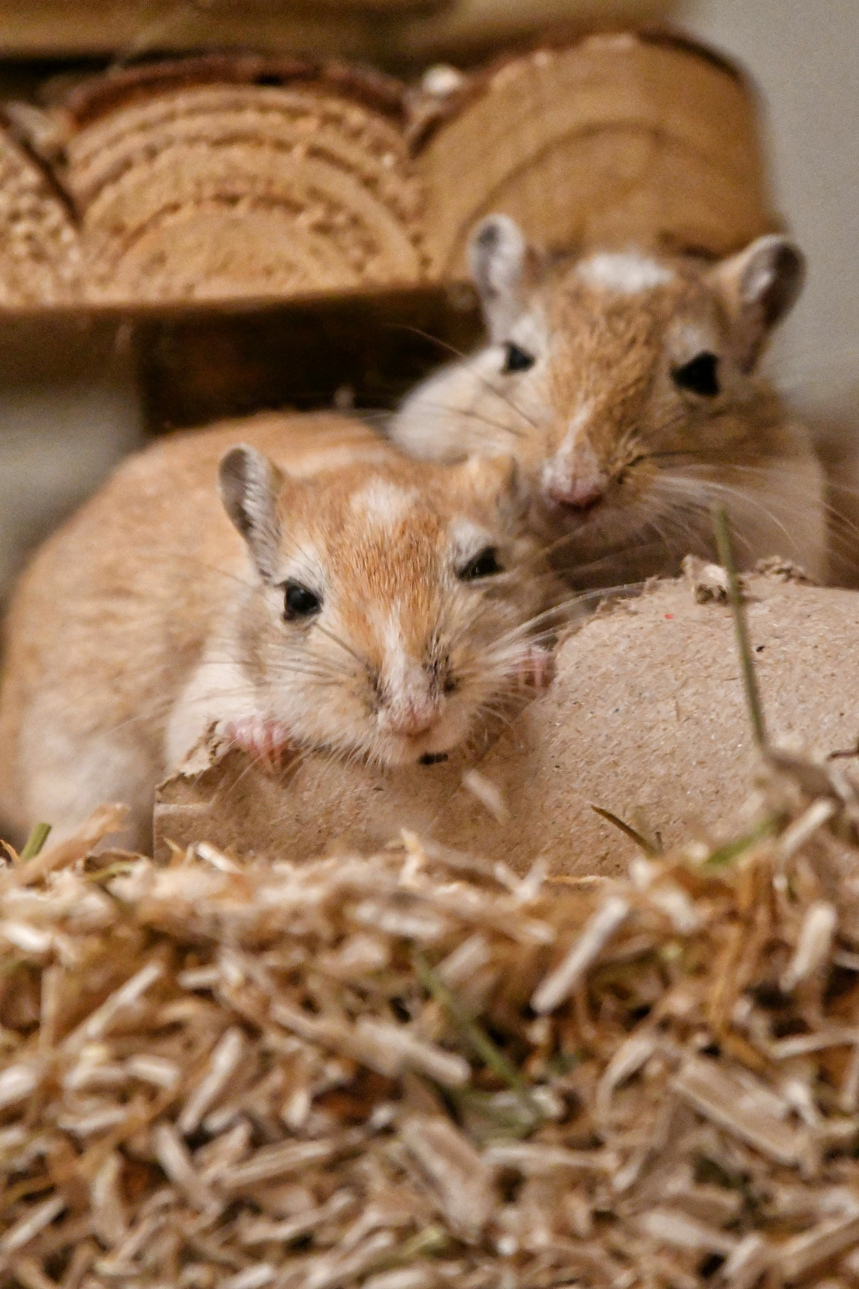 Rodent Control — TrustXcare Expert Solution Rodent Control