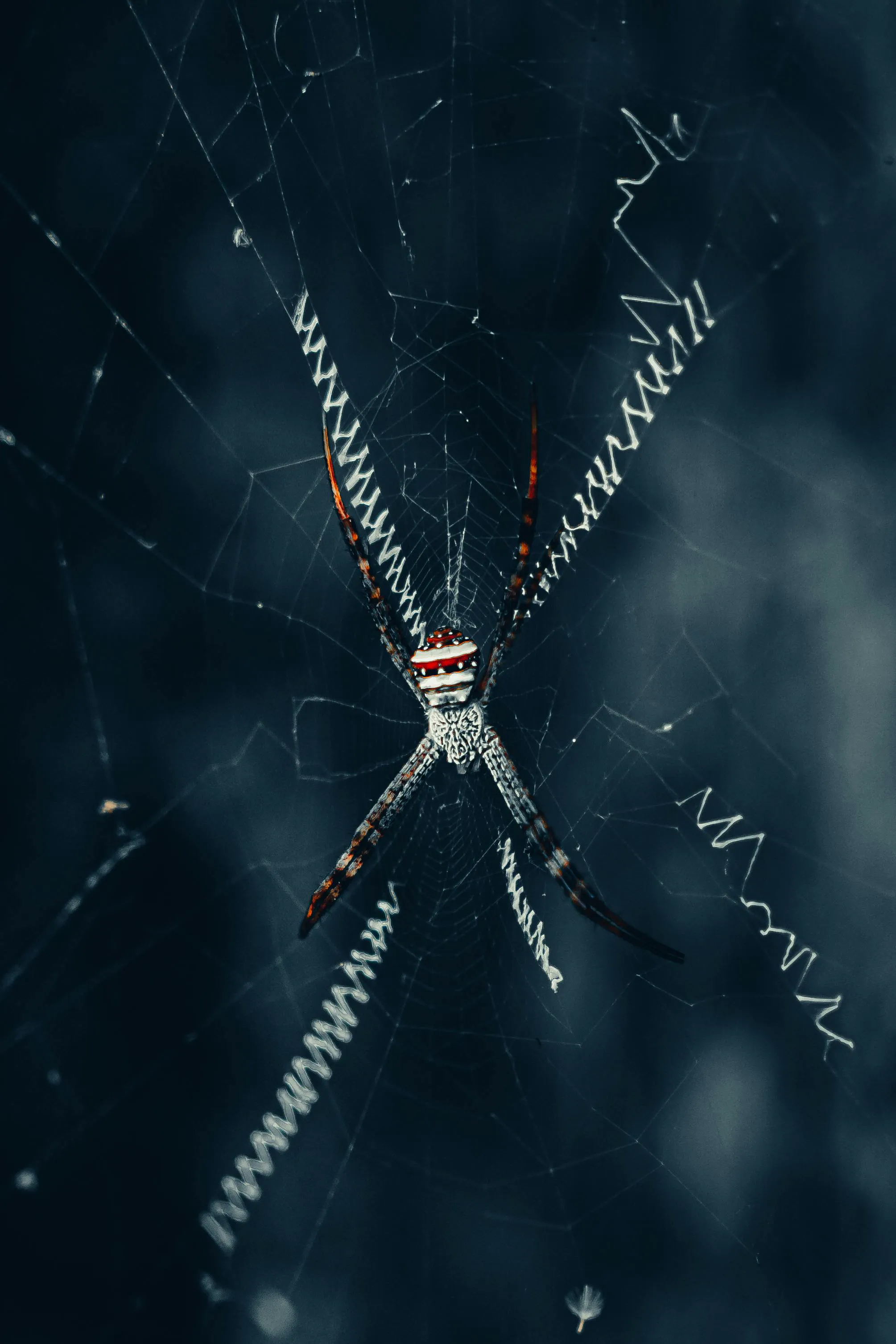 Spider Control — TrustXcare Expert Solution Spider Control