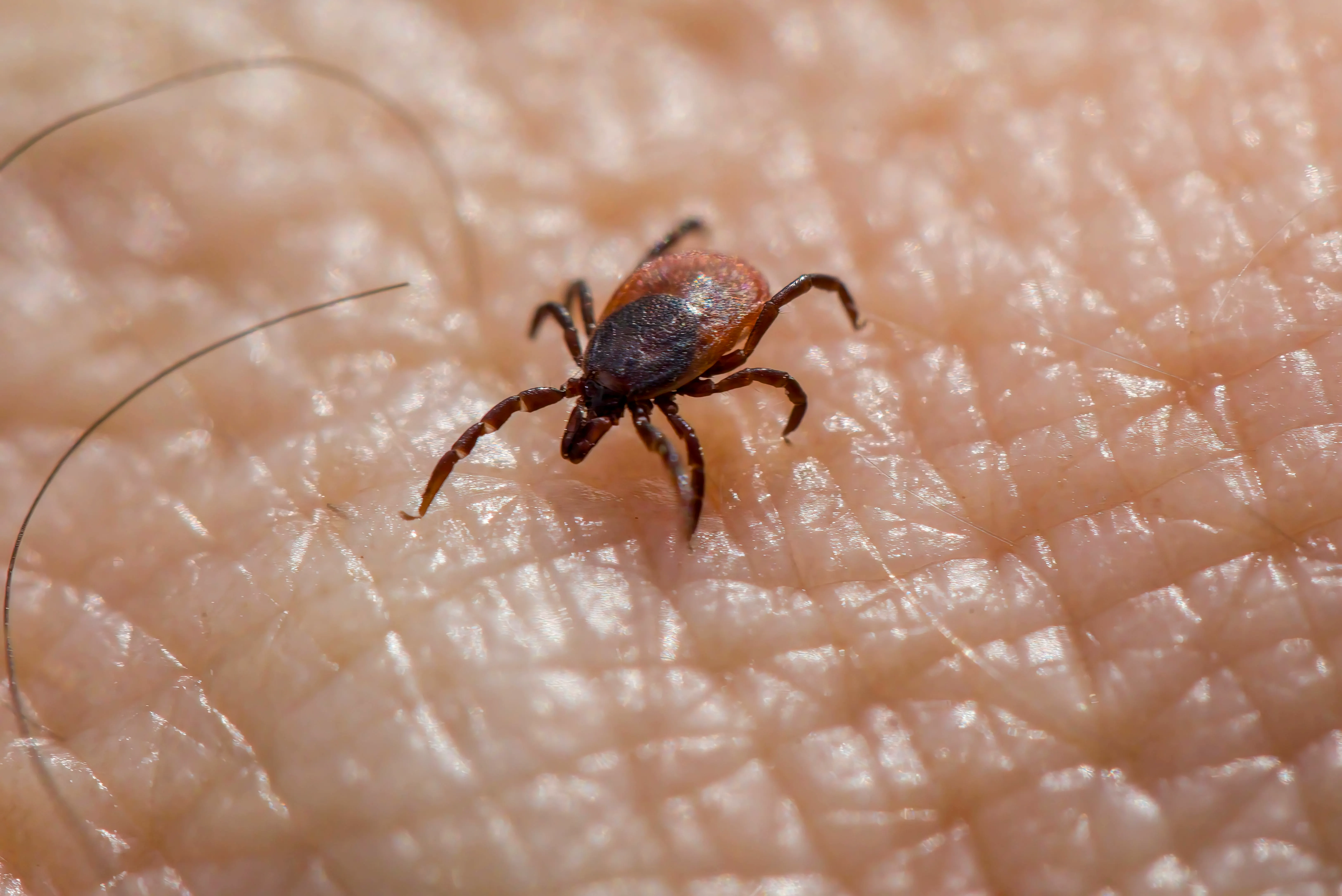 Tick & Flea Control — TrustXcare Expert Solution Tick & Flea Control